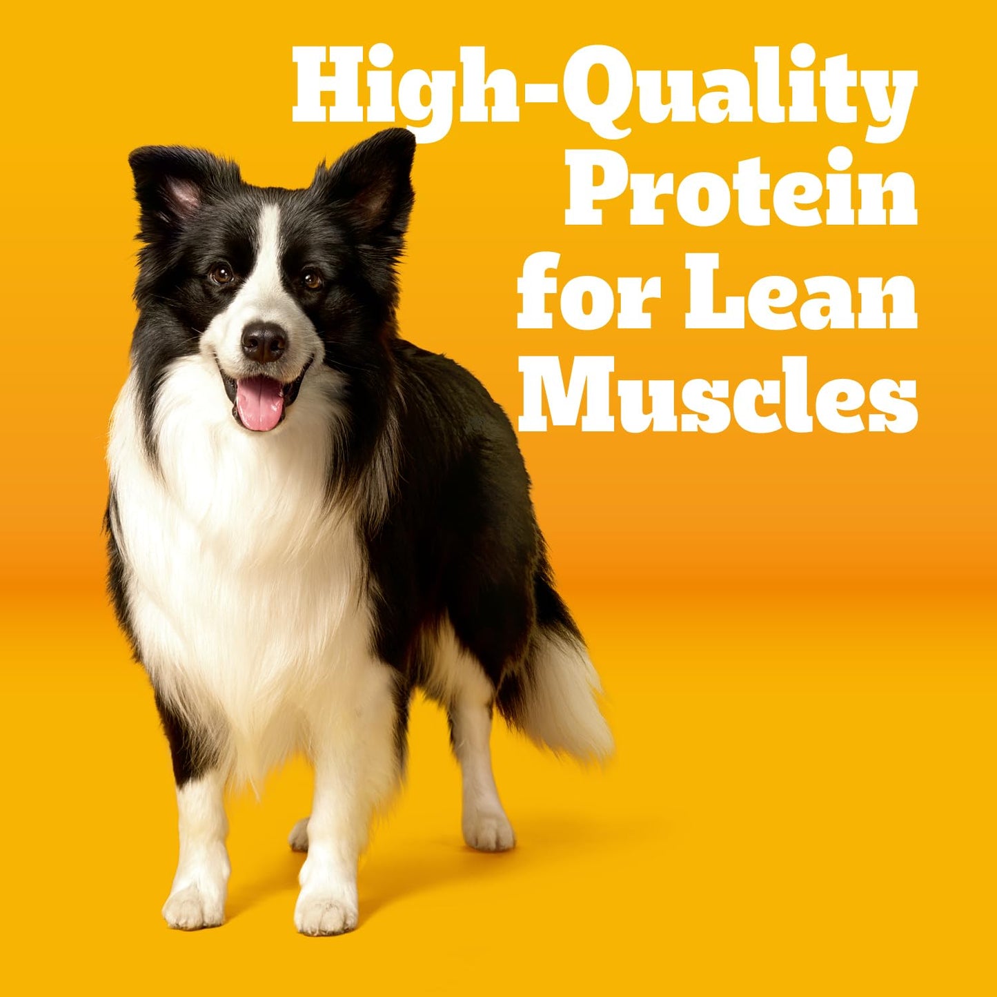 Pedigree Dry Dog Food with MarroBites Pieces, Grilled Steak & Vegetable Flavor for Adult Dogs, 14 lb. Bag