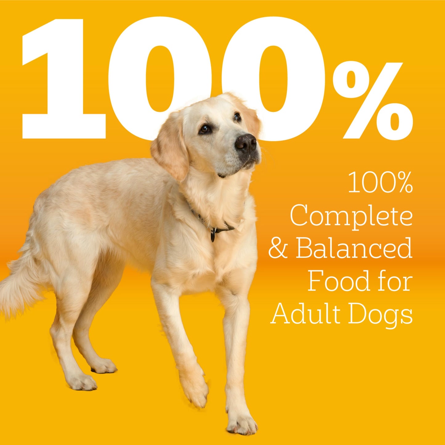Pedigree Dry Dog Food with MarroBites Pieces, Grilled Steak & Vegetable Flavor for Adult Dogs, 14 lb. Bag