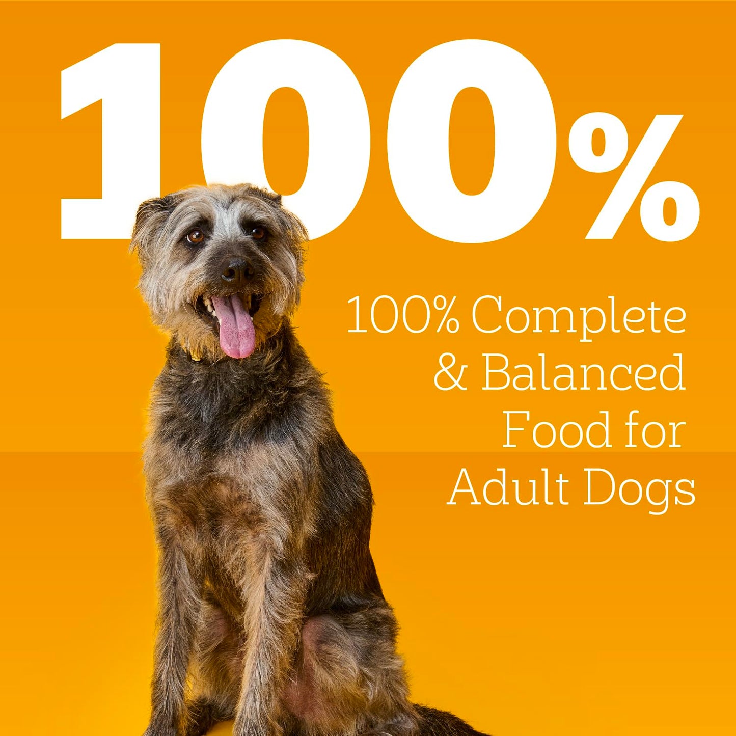 Pedigree Small Dog Tender Bites in Gravy Wet Dog Food Cans, Steak & Vegetable Flavor, 13.2 oz. Cans, 12 Count