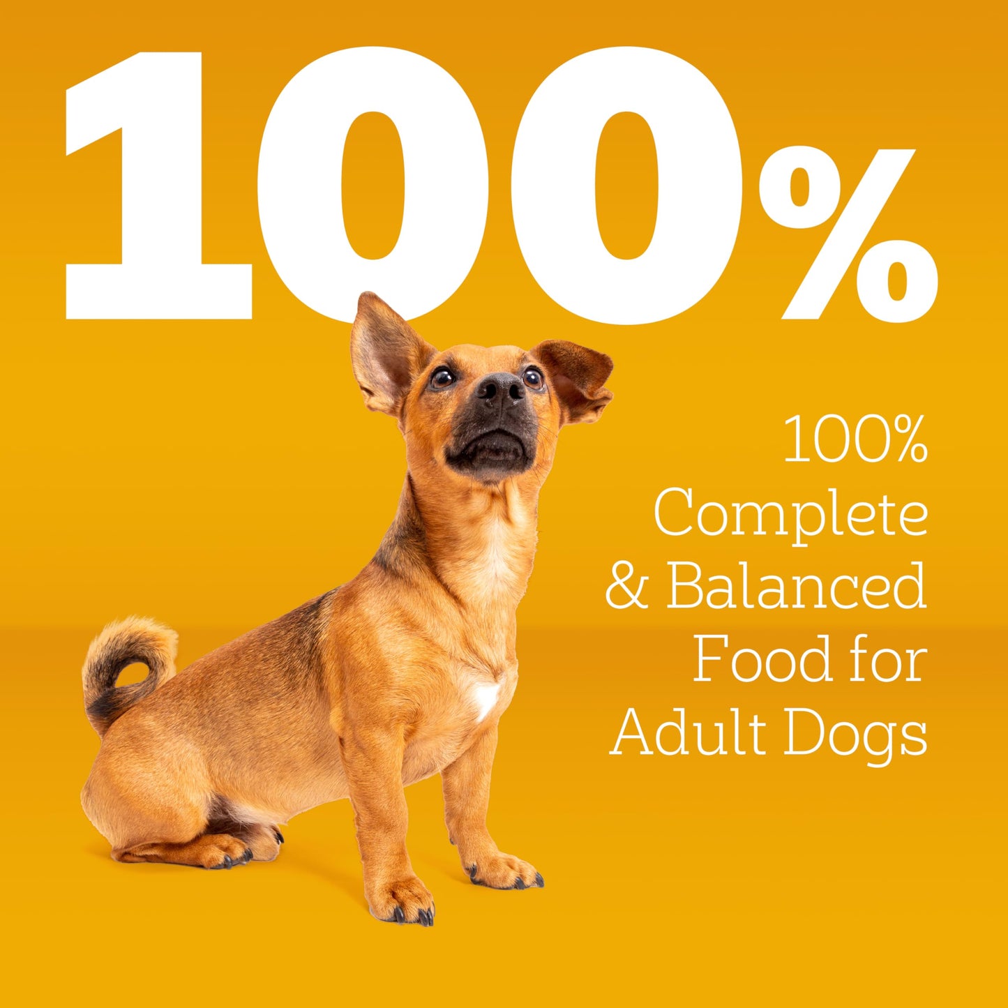 Pedigree Dry Dog Food for Adult Small Dogs, Grilled Steak and Vegetable Flavor, 14 lb. Bag